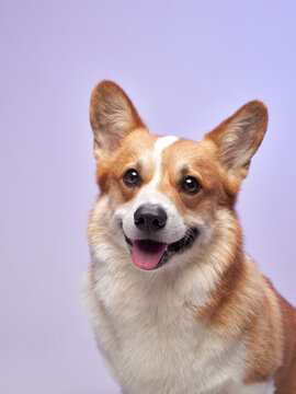 A happy Corgi sits in front of a purple background, smiling brightly and looking straight ahead.