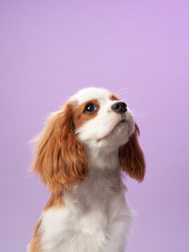 A Cavalier King Charles Spaniel is captured looking upwards against a soft purple background. The dog's silky fur and curious demeanor create a charming and polished image.