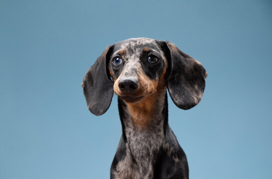 A dapple dachshund looks forward with a slight head tilt. Its calm expression is captured in soft light against a blue background.