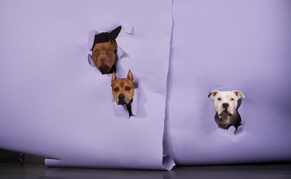 Three pitbull dogs lie together on a soft couch seen from above. Top perspective emphasizes friendship symmetry and relaxed behavior inside minimal interior setting.