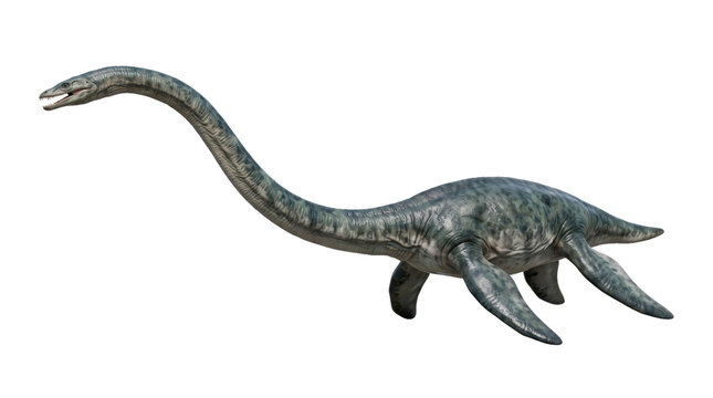 Long-necked plesiosaur swimming on transparent background. Prehistoric marine reptile illustration. Dinosaur era natural history and paleontology. Ancient ocean wildlife, educational clipart