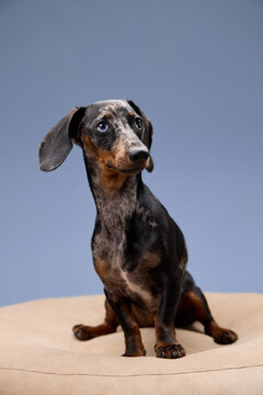 A small dapple dachshund is seated on a surface with a blue backdrop. The pet is calmly posing, facing the camera with soft shadows behind.