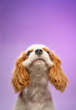 The Cavalier Spaniel young dog raises its chin as it gazes upward, ears framing its head.