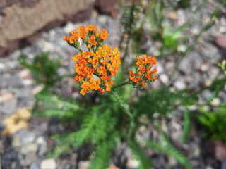 Orange flowers of achillea tomentosa (yarrow) bloom in a flowerbed. © Tanya