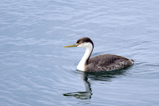 Western Grebe Swimming in Calm Blue Water with Reflection in Marsh Pond