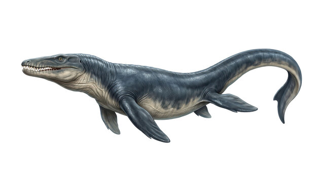 Marine reptile with long tail and flippers isolated on transparent background. Prehistoric ocean animal illustration. Ancient sea life and paleontology. Dinosaur education and natural