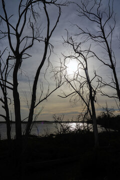 Silhouettes of Bare Trees Against Late Afternoon Sun Over Peaceful Ocean Inlet