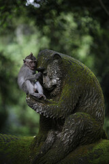monkey on a statue © Miles Woodworth