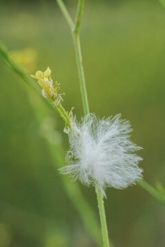 Delicate White Bird Down Feather Clinging to Green Plant Stem with Yellow Wildflowers