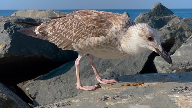 Seagull eating dry cat food on coastal stones at the Istanbul waterfront with the sea in the background