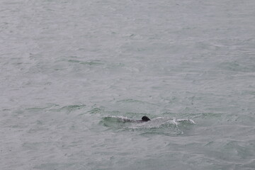 hector's dolphin © Thomas