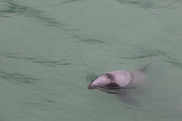 hector's dolphin © Thomas
