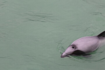 hector's dolphin © Thomas