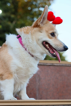 Corgi Dog Wearing Red Heart Headband Outdoors With Tongue Out, Pink Collar, Upright Ears, Soft Focus Garden Background, Playful Pet Portrait For Celebration And Love Themes