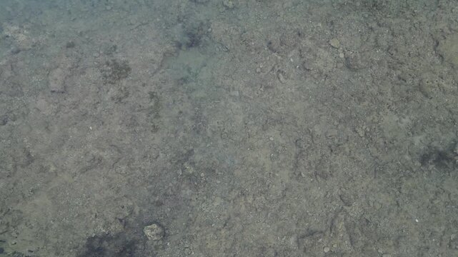 Top down aerial video of clear shallow sea over rocky seabed near Gili Iyang, the Oxygen Island, Sumenep, Madura, East Java, Indonesia