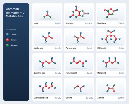 Common biomarkers and metabolites set with 3D ball and stick molecular models. Pyruvic, lactic, oxaloacetic, succinic, fumaric, malic, uric acid, alanine, glycine, creatinine, urea molecules