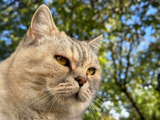Cat face portrait close up © OLENA LIALINA