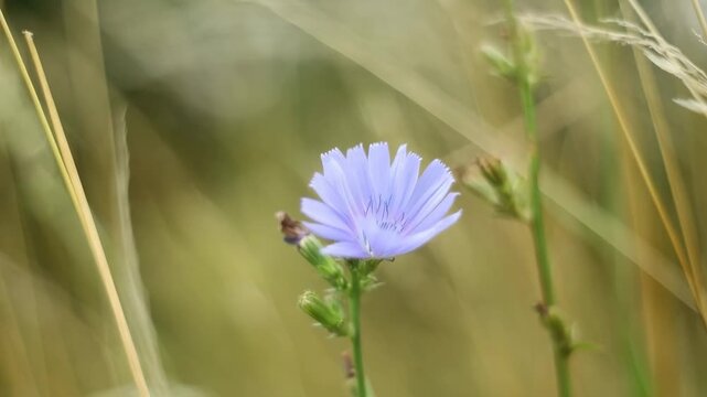 Chicory flower among grass in daylight