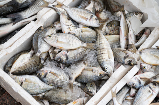 Fresh fish arranged in a market display during a daytime seafood sale