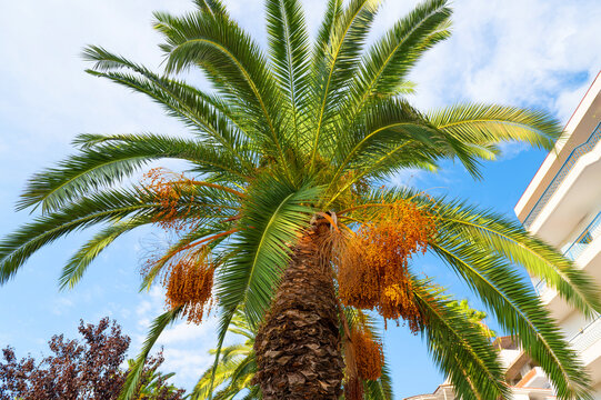 Palm tree with orange fruit clusters beside a building under a daytime sky