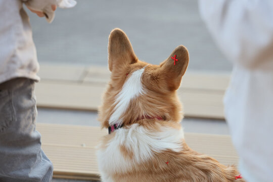 Corgi Dog Seen From Behind With Red Ribbon Bows On Ears Sitting Beside Blurred People On Wooden Deck In Soft Daylight With Shallow Focus And Center Framing And Quiet Outdoor Mood