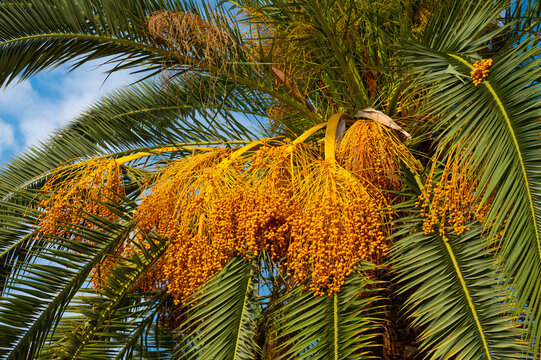 Date clusters hang from a palm tree beneath green fronds in daylight