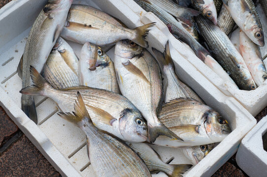 Freshly caught fish arranged in white foam boxes at a seafood market