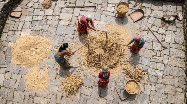 Farmers threshing rice by hand on a stone courtyard in a traditional village setting