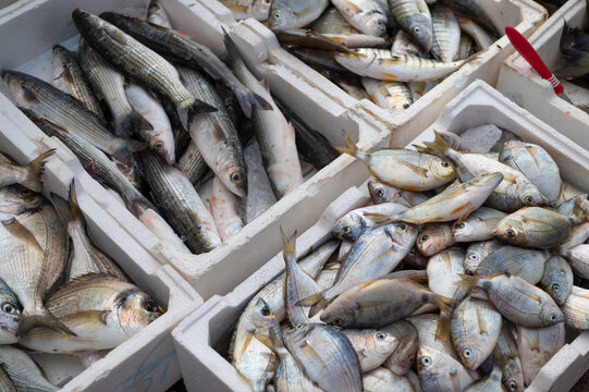 Freshly caught fish sorted into crates at a seafood market during the day