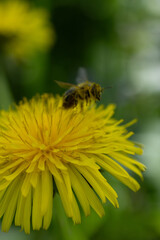 Biene auf Blume © Pixel Tobi
