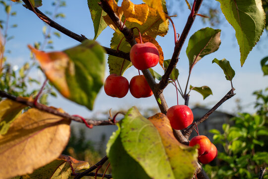 Ripe red crabapples hanging on a tree branch during a sunny autumn day