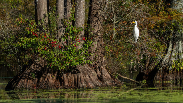 Great Egret at Stumpy Lake 