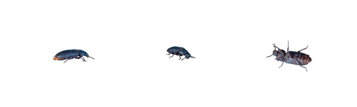 Isolated adult darkling beetle mealworm PNG