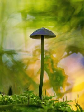 small mushroom on the forest floor
