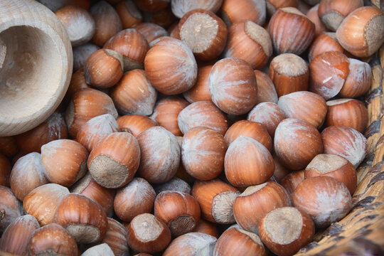 Close-up of hazelnuts in hard, brown shells, placed in a wicker basket alongside a nutcracker. These are the edible fruits of shrubs belonging to the genus hazel (Corylus).