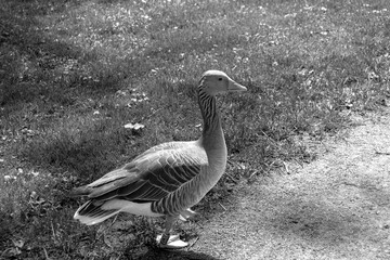 Greylag goose (Anser anser) with ornithological leg band (bird banding) for individual identification profile view walking along path at public park in black and white © ShakedN