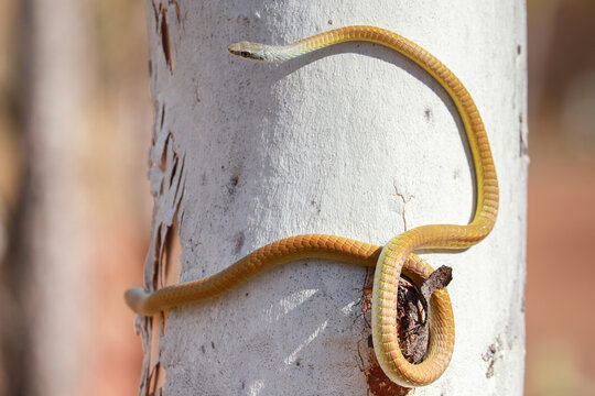 Yellow snake on tree. Common tree snake, Dendrelaphis punctulatus, on a tree, close‑up. Northern Territory, Australia.