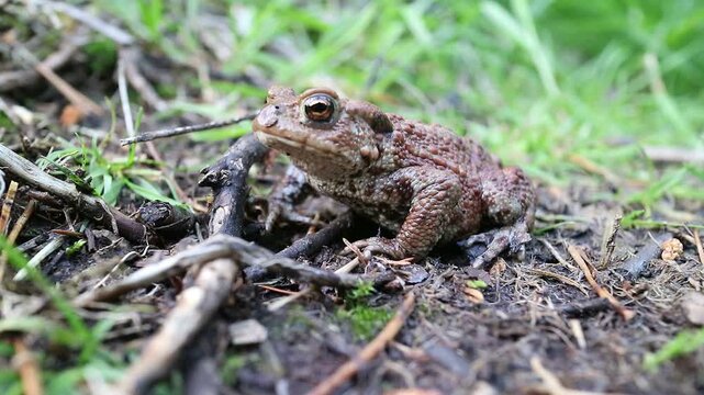 Close-up video of a small frog sitting on the ground breathing fast