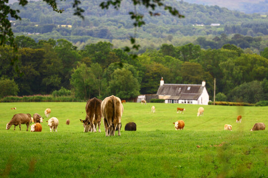 Cattle grazing on green pasture beside a traditional farmhouse surrounded by the rolling landscape of the Scottish Highlands.