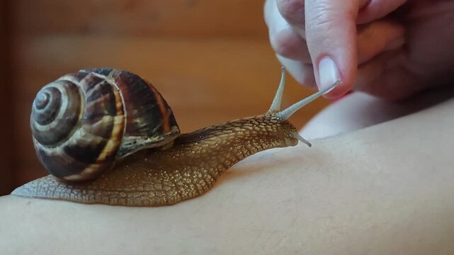 Curious garden snail exploring human skin and interacting with a woman's finger, showcasing the concepts of gentle touch, skin care, nature's healing, and unusual spa treatments
