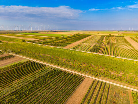 Geometric vineyard parcels stretch toward a wind farm. Vine lines fill the foreground with a road crossing the slope and white turbines beyond.