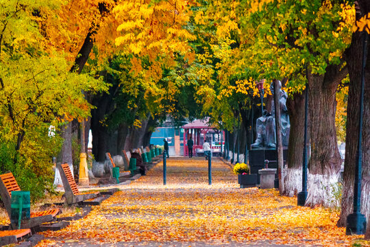 area of the old city park with lantern near bench under autumn tree. linden alley fall season in uzhhorod