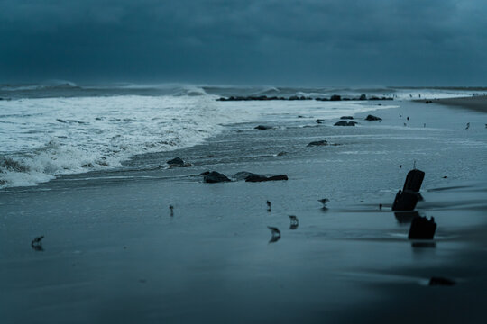 Shorebirds stand among waves and timber remnants on the New York coast. Small birds stand on wet sand beside dark wooden posts as white surf rolls beneath a clouded sky.