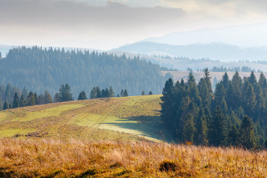 Carpathian mountain landscape in autumn. coniferous forest on the slope in morning haze. weathered grassy meadow on rolling hills