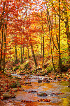 river in forest. wonderful autumnal scenery of carpathian countryside. rapid water stream among colorful beech forest and rocky shore. sunny day