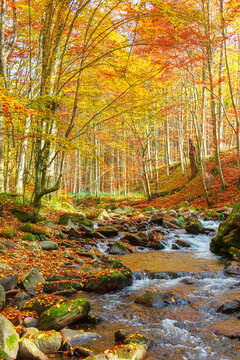 river in forest. wonderful autumnal scenery of carpathian countryside. rapid water stream among colorful beech forest and rocky shore. sunny day