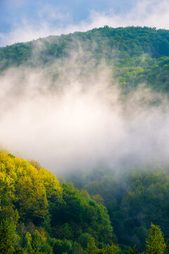 beech forest in fog on hillside at sunrise. gorgeous nature background in spring mist