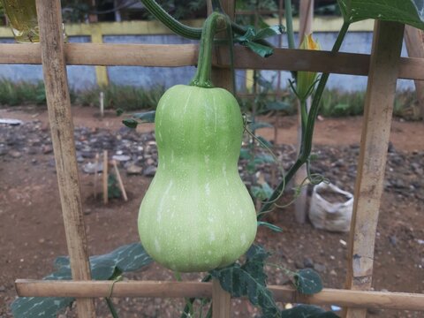 Fresh organic butternut squash hanging in agricultural garden plot