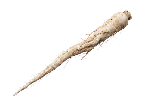 A single long slender dried burdock root with fine rootlets, isolated transparent