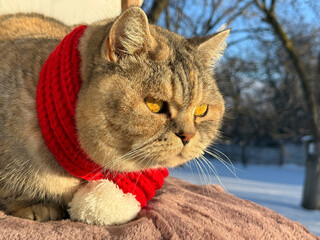 Cat looking at the snow in winter garden © OLENA LIALINA